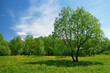 spring, summer nature background with yellow dandelions flowers, trees and blue sky. Beautiful pastoral landscape with green tree on floral meadow.