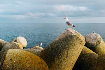 Wall Mural - Gull bird sitting on the sea shore.