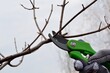 A pruner in the hand of a gardener cuts a  hydrangea paniculate branch in the garden. Pruning  branches of hydrangea paniculate in spring and autumn.  