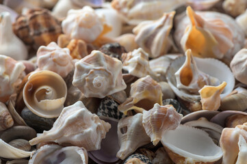 Wall Mural - Mediterranean shells collected on the beach in Cyprus 8