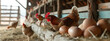 hen lays eggs on the farm