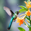 Hummingbird Long-tailed Sylph, Aglaiocercus kingi with orange flower, in flight. Hummingbird from Colombia in the bloom flower, wildlife from tropic .
