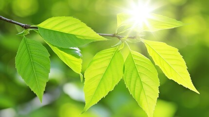 Poster - green leaves background