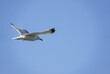 Un goéland en vol dans un ciel bleu