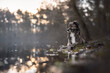 Hund am See liegend mit Spiegelungen 