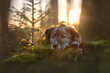 Hund liegend im Wald bei Sonnenuntergang