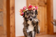Hund mit Blumenkranz indoor