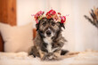 Hund mit Blumenkranz im Homestudio 