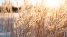 Dried grass covered in snow