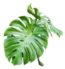 Wall Mural - tree on transparent background, real monstera tree green leaf isolate die cut png file. can use for 