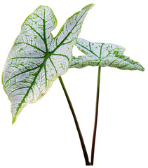 Wall Mural - tree on transparent background, real tree green leaf isolate die cut png file. can use for realistic