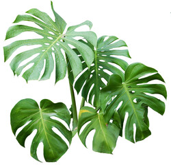 Wall Mural - tree on transparent background, real monstera tree green leaf isolate die cut png file. can use for 