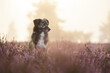 Hund in blühender Heide mit Nebel und Sonnenuntergang