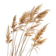 © SRITE KHATUN - a bunch of autumn dry field grass with spikelets flutters in the wind, isolated on transparent background