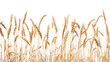 side view of a field of dry mature autumn spikelets of wheat, isolated on transparent background