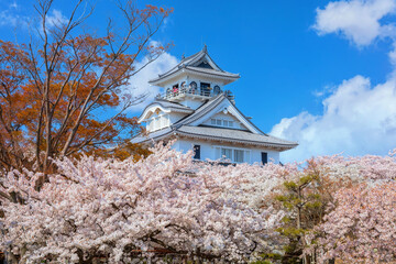 Poster - Nagahama Castle in Shiga Prefecture, Japan during full bloom cherry blossom 