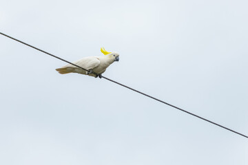 Cockatoo parrot sitting on a wire in Australia. Big white and yellow cockatoo with nature white background