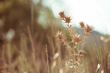 Thistle Dried With Grass And Forest Blurred In The Background