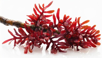 red seaweed or rhodophyta algae branch isolated transparent png