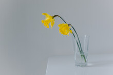 Beautiful Flowers Of Yellow Daffodils (narcissus) In A Glass. Minimal Concept.