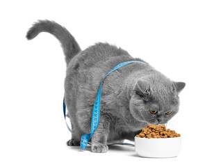 A fat cat, wrapped in a tape measure, eats food from a bowl. Weight loss concept.