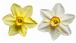 pressed and dried delicate flowers narcissus isolated on white