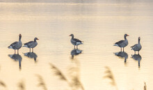 Group Of Graylag Geese, Standing In Shallow Water In The Early Morning Light Reflecting On The Water