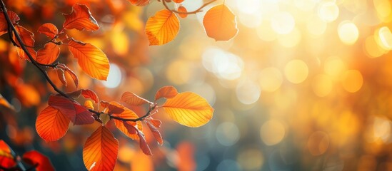 Sticker - Vibrant autumn leaves wallpapers for stunning seasonal backgrounds