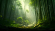 Green bamboo forest with sunlight in the morning. Bamboo forest background