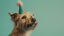 Playful Terrier With Party Hat