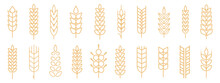 Wheat Spike And Rye Ears Collection. Set Of Black Wheat Icon. Barley Spike Or Corn Ear Collection