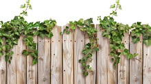 An Old Wooden Fence Overgrown With A Weaving Green Ivy Leaves, Isolated On Transparent Background