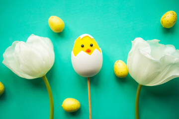  White tulips and toy chicken in shell on green background. Easter greeting card