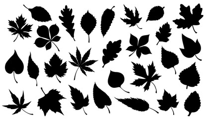 Leaf of plant or tree black silhouettes. Vector foliage of maple, oak and chestnut, birch, willow and sycamore, poplar, ash and aspen, nature, flora, ecology and greenery design