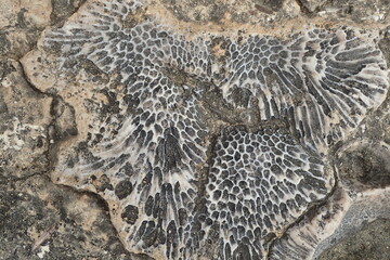 Wall Mural - corral fossil texture