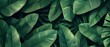 Abstract green leaf texture, nature background, tropical leaf