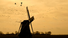 Geese Fly Over A Landscape With A Traditional Dutch Windmill Early In The Winter Morning In The Netherlands.