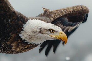 Poster - A majestic bald eagle soaring through the sky with its wings fully extended. Perfect for nature and wildlife themes