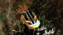 Dorid Nudibranch, Chromodoris Quadricolor, Exhibits Fascinating Array Of Colors. Sea Slug On Seabed Of Red Sea Is Amazing In Its Beauty. Watching Video About Underwater World Is Incredibly Relaxing.