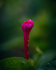 Garden flower