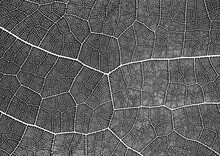 Leaf Texture With A Transparent Background