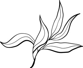 Wall Mural - Vector doodle olive branch illustration.The concept of Mediterranean food. Italian Greek plant isolated on white background.