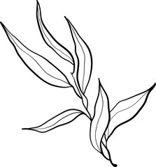 Wall Mural - Vector doodle olive branch illustration.The concept of Mediterranean food. Italian Greek plant isolated on white background.