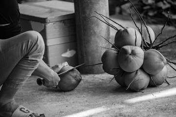 black and white coconut are ubiquitous in coastal tropical regions and are a cultural icon of the tropics,The coconut tree provides food, fuel, cosmetics, folk medicine and building materials