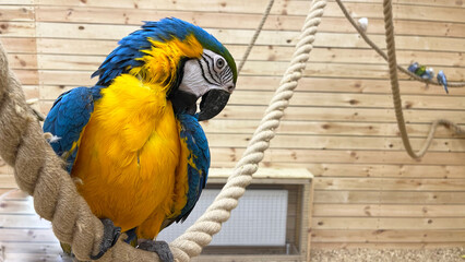 The macaw parrot is yellow and blue.