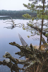 Wall Mural - forest lake with fallen tree