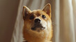 A curious Shiba Inu tilting its head inquisitively. 