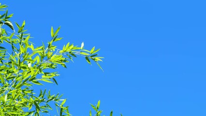 Wall Mural - border of a bamboo leaf branch isolated on blue sky in slow motion wind on a sunny summer day, floral background with copy space