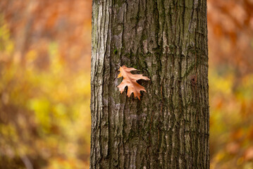 Poster - Orange oak leaf on the tree trunk. Autumn forest, oak tree, colorful fall background