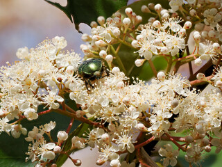 Wall Mural - Green Cetonia aurata viewed from front flowering photinia bush